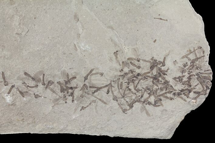 Fossil Crane Fly Larvae - Green River Formation #94972